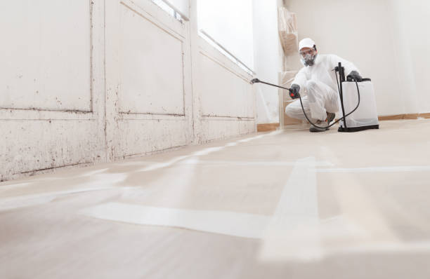 Black mold remediation team in Belford